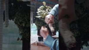 Как вязать ручки для банных веников