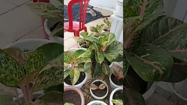 macam macam bunga di rumah kami смотреть онлайн