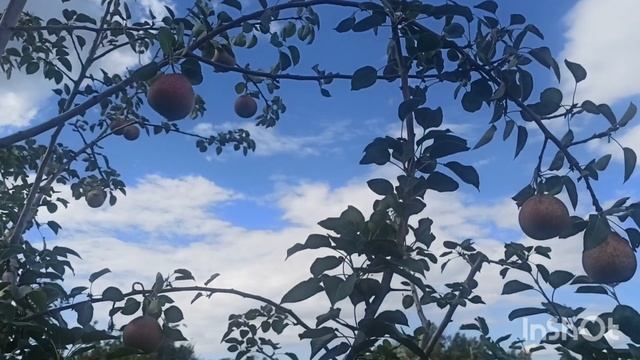 Груша Добрянка, Шедевр Анны , Перун , Десертная Россошанская, Мраморная.