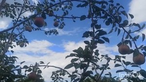 Груша Добрянка, Шедевр Анны , Перун , Десертная Россошанская, Мраморная.