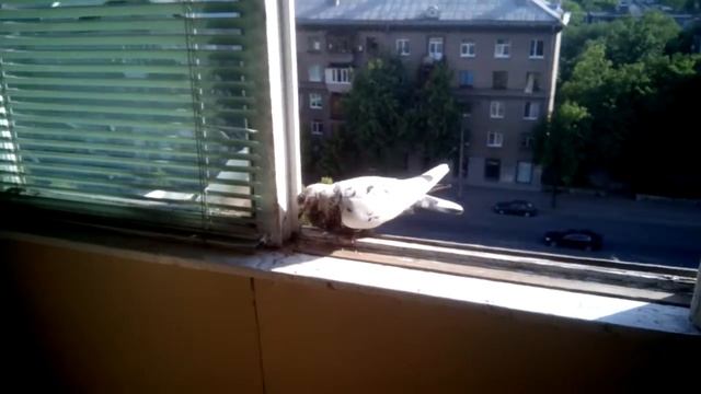 Голубиный цирк смотреть онлайн