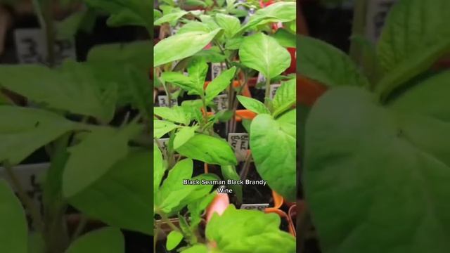 21 Tomato Plant Varieties Grown From Seed #homegarden #heirloomtomato