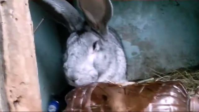 дома у бабушки