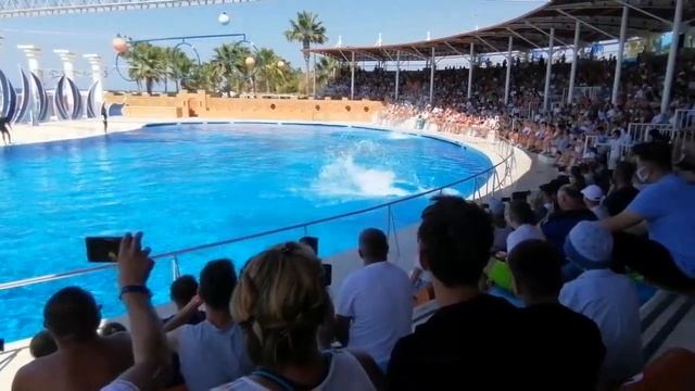 Delphins Turkey Show Alanya August 2021..Zdęci z Delfinem...Delfinarium Turcja Alanya. смотреть онлайн