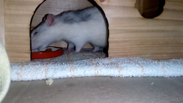 Ну и чО вылупились?