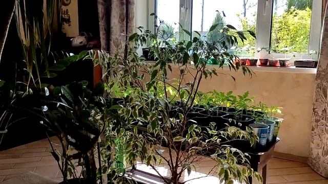 Пылесосы Dyson фиксатор кнопки включения за 90 рублей смотреть онлайн