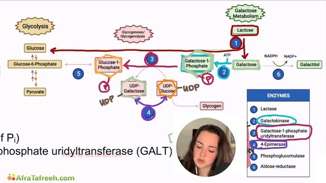 Galactose Metabolism Pathway atf смотреть онлайн