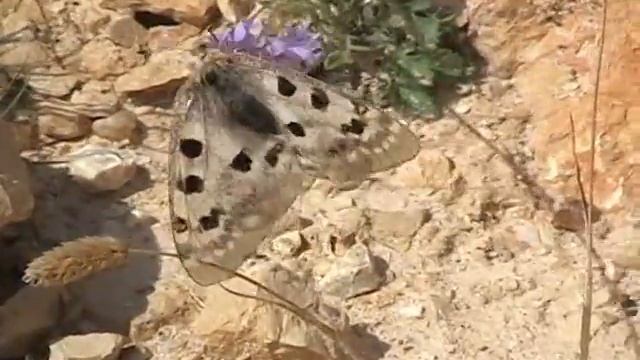 Parnassius apollo marteni.mpg смотреть онлайн