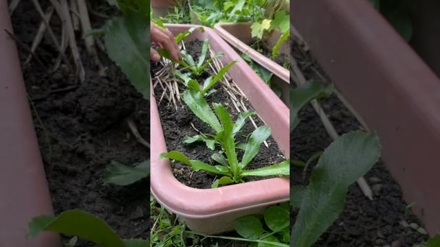 วิธีทำให้ผักชีฝรั่งออกใบดกๆไม่แก่ смотреть онлайн