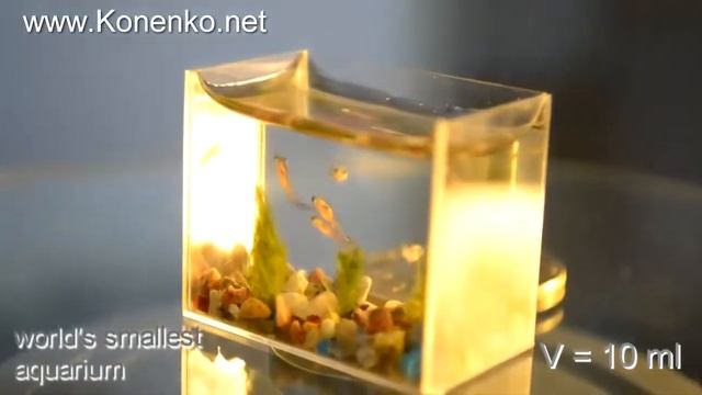 Самый маленький аквариум в мире  World's  Smallest Aquarium
