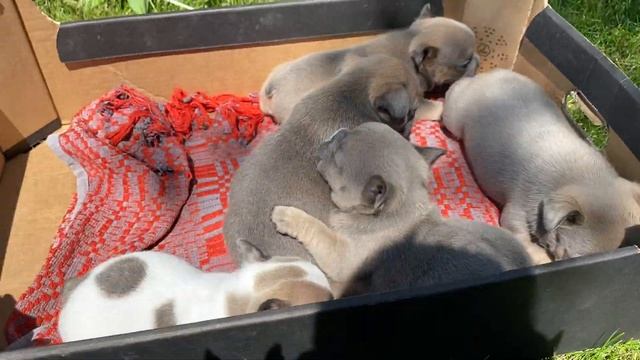 Все детки нашли семьи ! Голубо палевые соболя ! смотреть онлайн