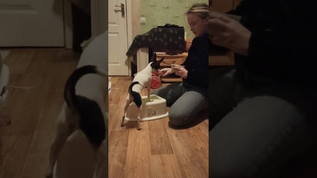 Paws on different surfaces | "Лапки" на разные поверхности смотреть онлайн