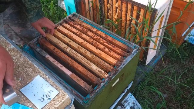 Осмотр семьи Бакфаст после продажи пчелопакета смотреть онлайн