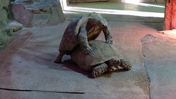 ВИА "Волга-Волга" - Поручни Любви. Новый альтернативный клип)))