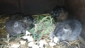 Готовим теплицу к ЗИМЕ. Нашли траву для НУТРИЙ. 23.11.24