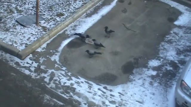 Вороны доедают кошачий корм . смотреть онлайн