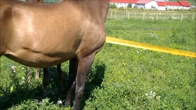 Akhal-teke mare Katalpa - FOR SALE смотреть онлайн