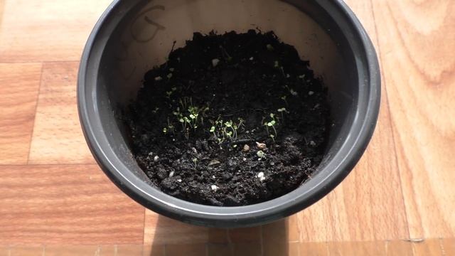Посев душицы (орегано) на рассаду, первые всходы. смотреть онлайн