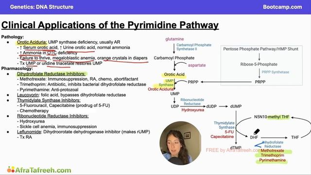 DNA Structure-2. Clinical Applications of the Pyrimidine Pathway atf смотреть онлайн