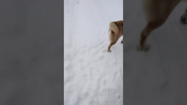 добрый день, рыжие ждут 🍖🍖🍖😊 смотреть онлайн