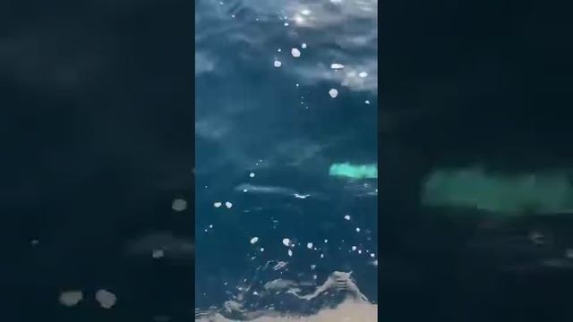 Тунец Сахалинский