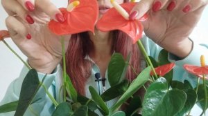 Отчего зависит размер цветка у Антуриума?