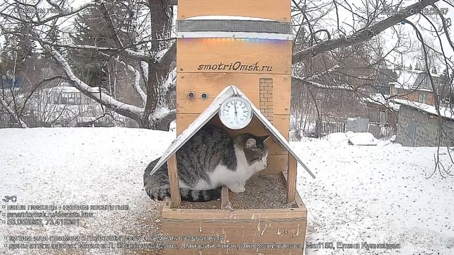 Кот не дождался угощения- ушел#Омск Russia, Siberia смотреть онлайн