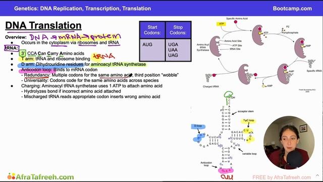 DNA Replication, Transcription, and Translation-6. tRNA Structure atf смотреть онлайн