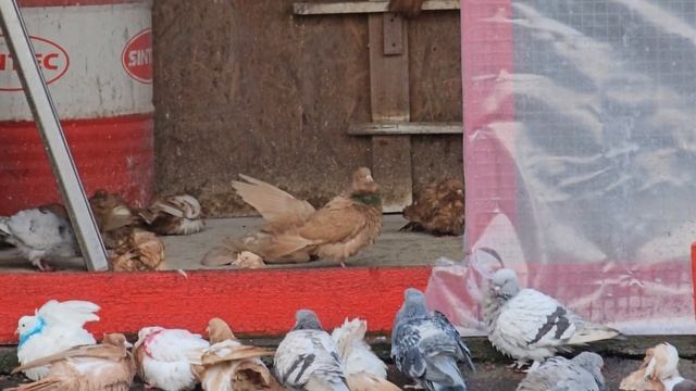 Тренировка голубей не получилась смотреть онлайн