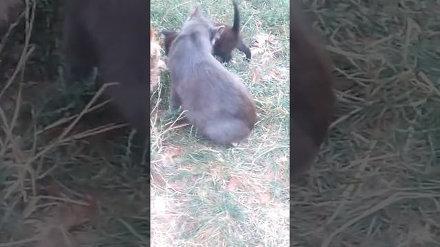 Кошка с собакой - симейная пара воспитывают котенка смотреть онлайн