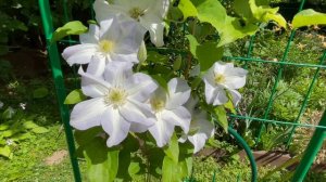 Клематис Yukikomachi / Юкикомаши