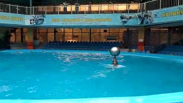 Дельфины Юми и Коля смотреть онлайн