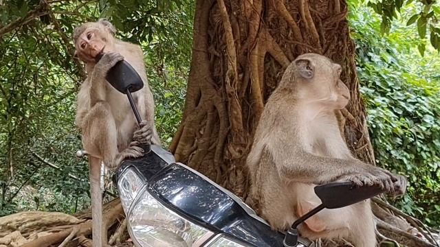 Monkeys look in the mirror #mongoose #monkey #animals смотреть онлайн