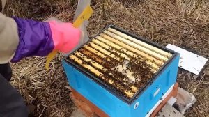 Многокорпусный улей,весенняя подкормка сиропом с хитомилом 09 04 2016