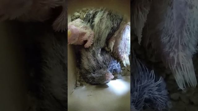 Cockatiels and their young (Calopsitas e seus filhotes). смотреть онлайн
