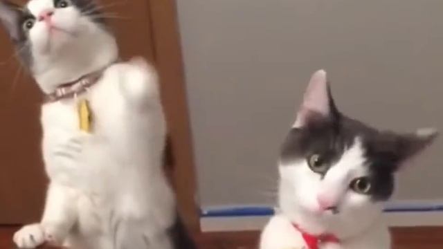 Реакция котиков на вентилятор))) смотреть онлайн