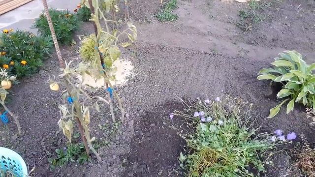 У Александра ПАНИКА ! Зачем я полезла на крышу?? смотреть онлайн