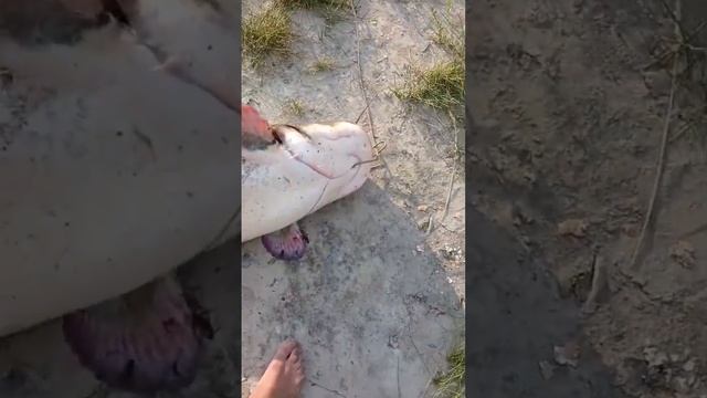 Пойман шикарный сом на квок от САНЫЧА #shorts #сом #квок