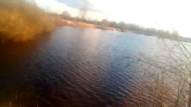 Мой пёс Серый:) смотреть онлайн