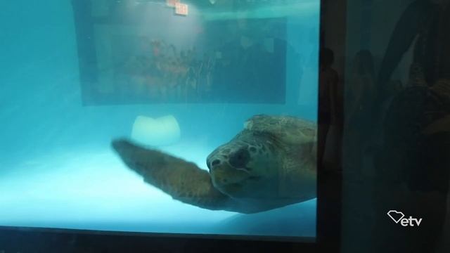 The South Carolina Aquarium Sea Turtle Care Center смотреть онлайн