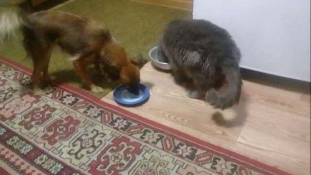 27.12.2024. Жизнь в деревне -Соня и Кузя смотреть онлайн