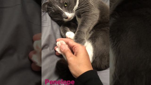 Cute Cat Massage - Blue Russian Penelope смотреть онлайн