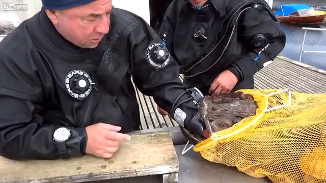 Морской черт охватывает руку рыбака Беларуси - Une lotte engloutit la main d'un pêcheur biélorusse смотреть онлайн