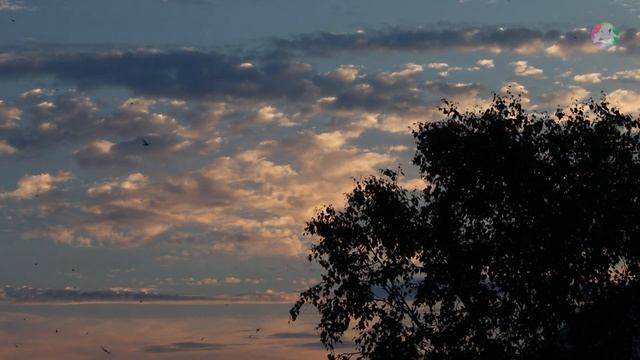 Вечерний полёт стрижей | Чёрный стриж | Голоса стрижей смотреть онлайн