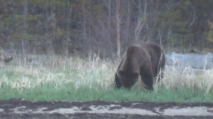 Лето на даче 2017г-