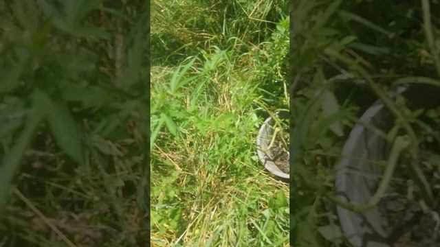 Мирумир 8 чвсть 2 . ( НЕБЕРИТЕ СОБАК НА АУТ ЕТО БЕДА )