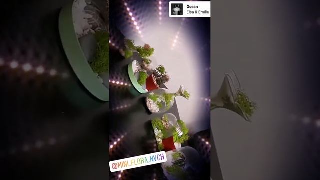 Мини-флора за стеклом -это оригинальный подарок! смотреть онлайн