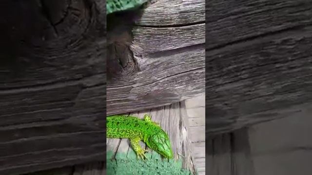 Нереально яркая зеленая ящерица и её коричневая подруга! смотреть онлайн