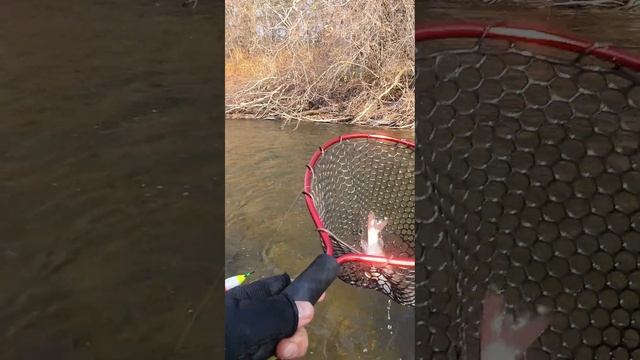 Отпускание ленков на рыбалке в начале октября 2024 #горнаярыбалка #ленок смотреть онлайн