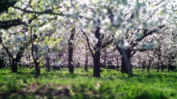 ВЕСНЯНКА "Прийди, прийди весно красна"
